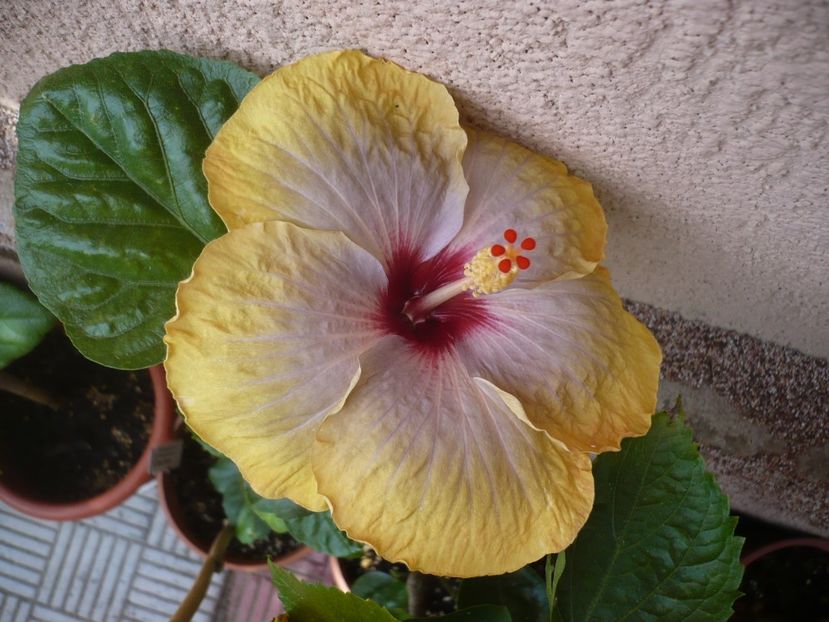 17.07.2017 - HIBISCUSI 2017-2