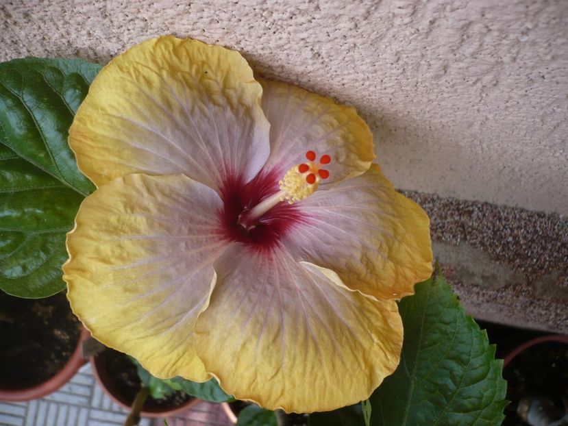 P1330742 - HIBISCUSI 2017-2