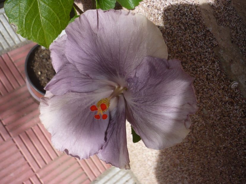 P1330743 - HIBISCUSI 2017-2