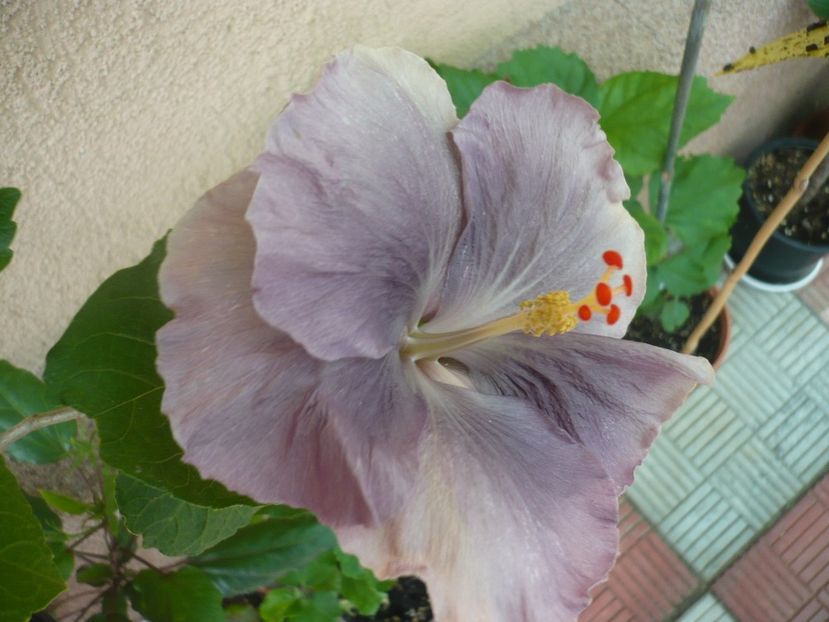 P1330746 - HIBISCUSI 2017-2