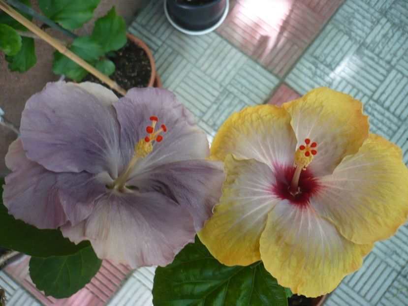 P1330747 - HIBISCUSI 2017-2