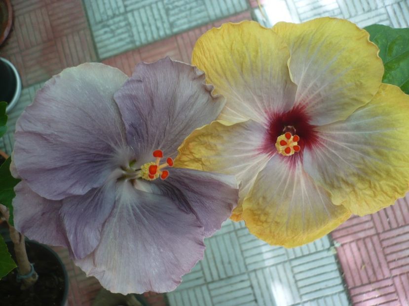 P1330750 - HIBISCUSI 2017-2