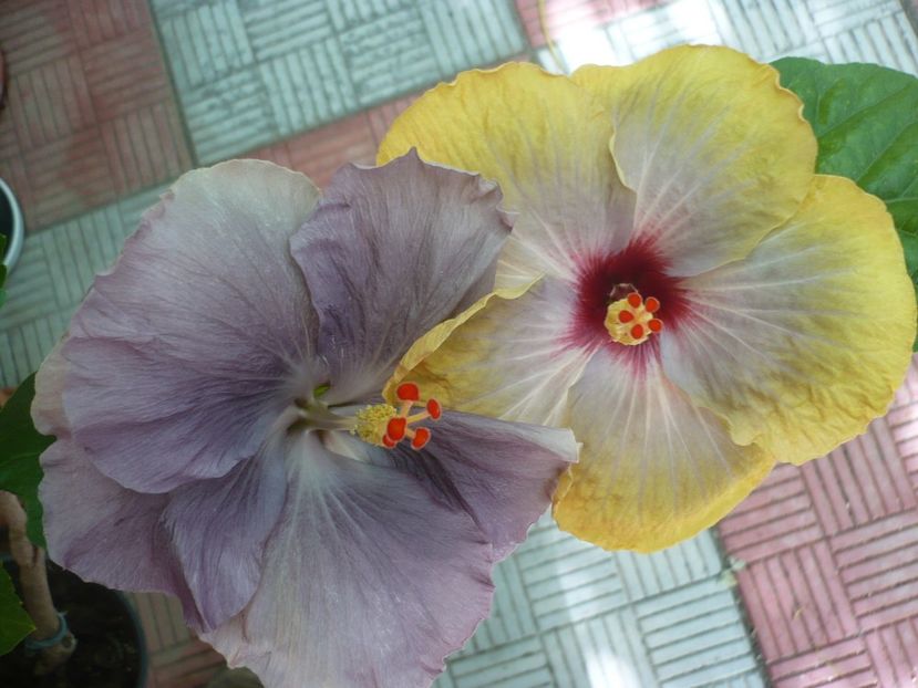 P1330751 - HIBISCUSI 2017-2