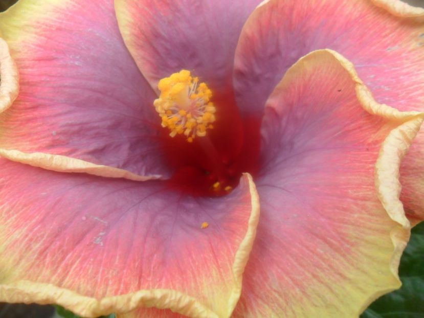  - Tahitian Violet Raimbow