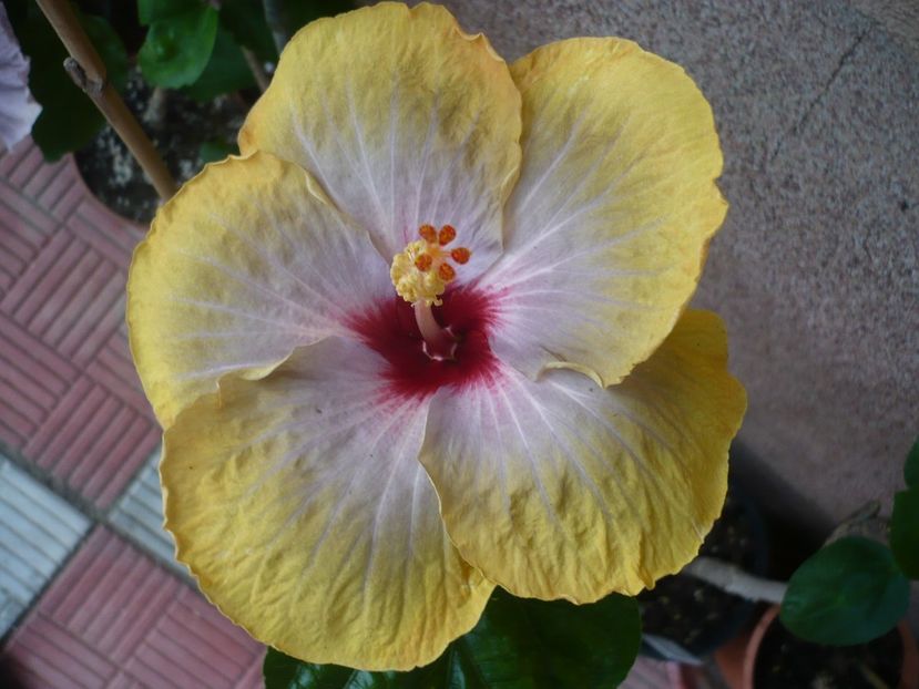 P1330780 - HIBISCUSI 2017-2