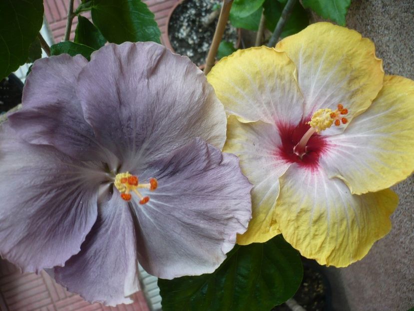 P1330781 - HIBISCUSI 2017-2