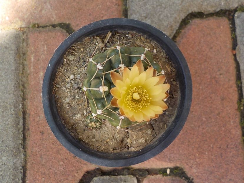  - Genul Gymnocalycium