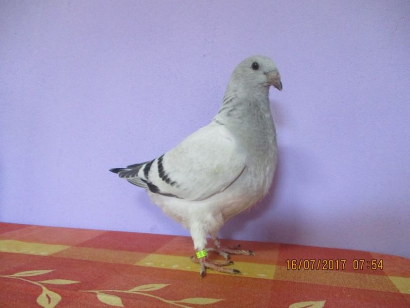 6886-17 - Tineret 2017