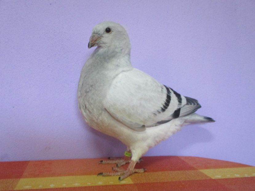 6887-17 - Tineret 2017