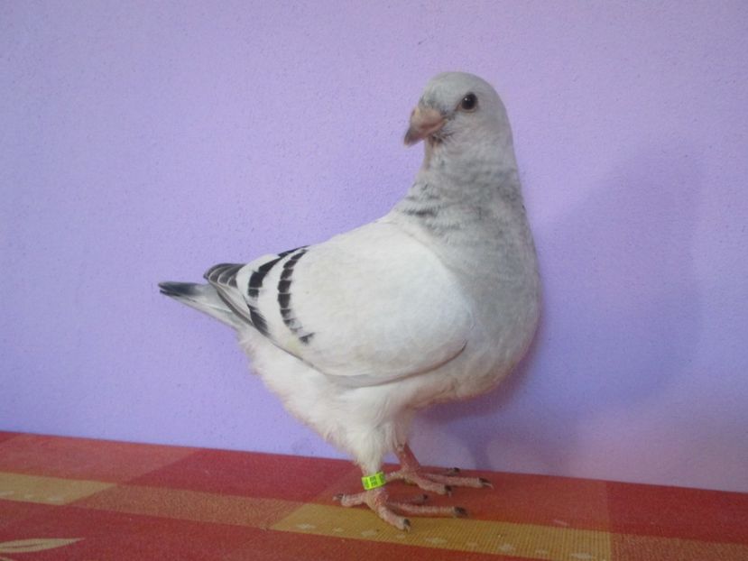 6888-17 - Tineret 2017