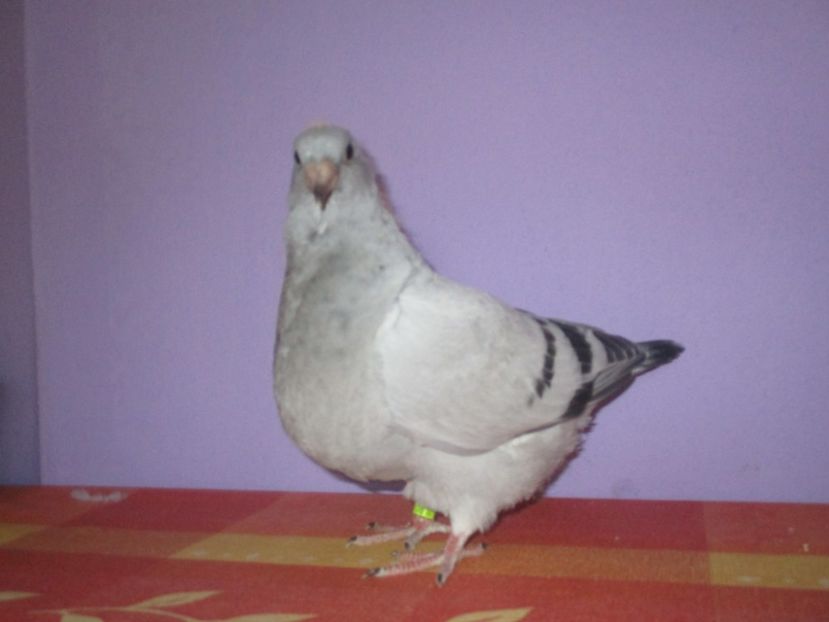 6890-17 - Tineret 2017