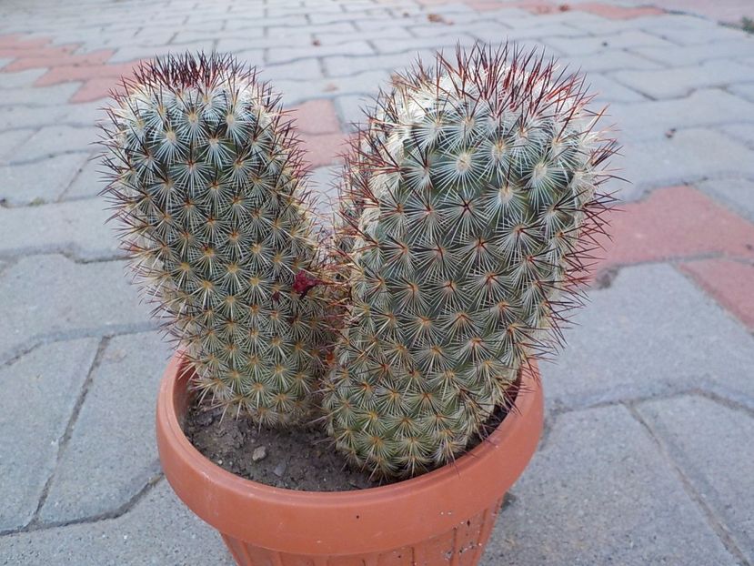  - mammillaria microhelia