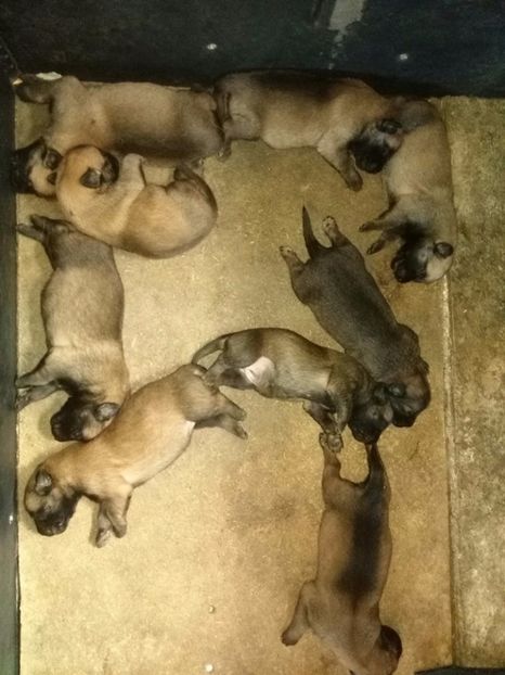  - Alfa ciobanesc belgian malinois