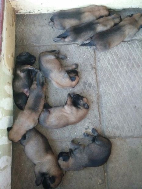  - Alfa ciobanesc belgian malinois