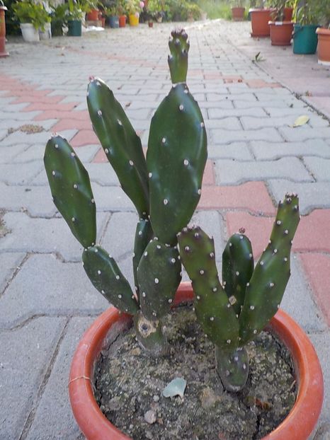 opuntia ficus indica - Genul Opuntia