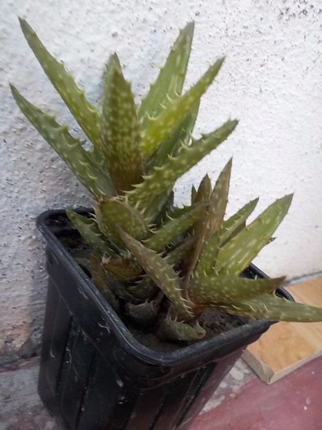  - Genul Aloe