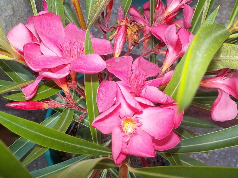  - papa gambeta nr 17