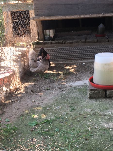  - De vânzare gainusa chabo albastru și neagră
