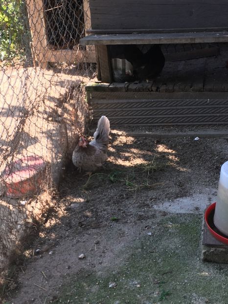  - De vânzare gainusa chabo albastru și neagră