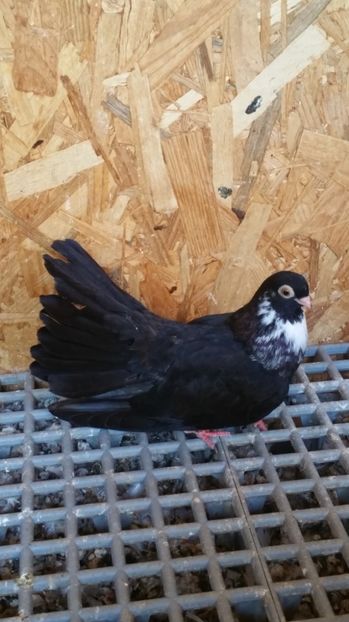 Pui 3 - Pui 2017 Negri Trenati de Bucuresti - negri turci