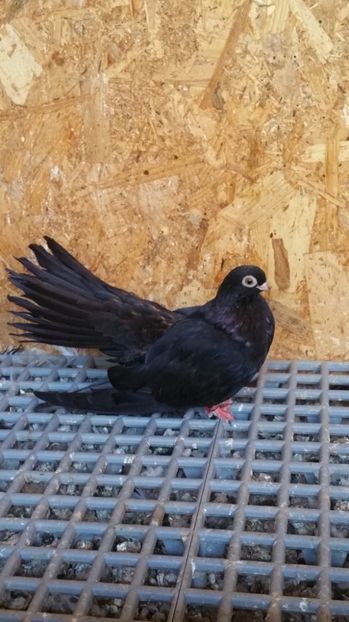 Pui 13a - Pui 2017 Negri Trenati de Bucuresti - negri turci