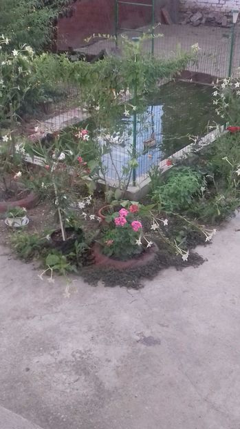 Puișori 2017 - RATE EXOTICE