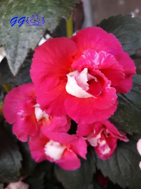 Aurica - Aurika Aschroft