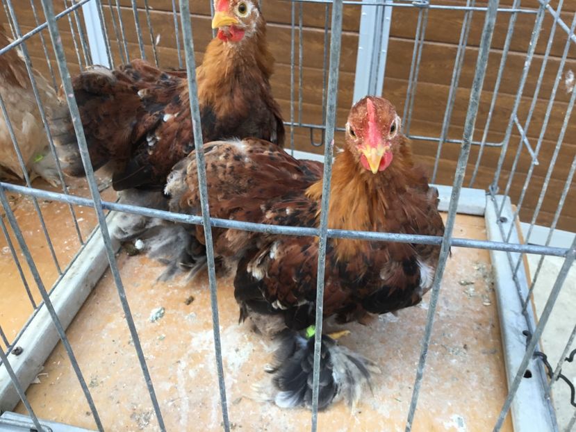  - Conchichina pitic griu