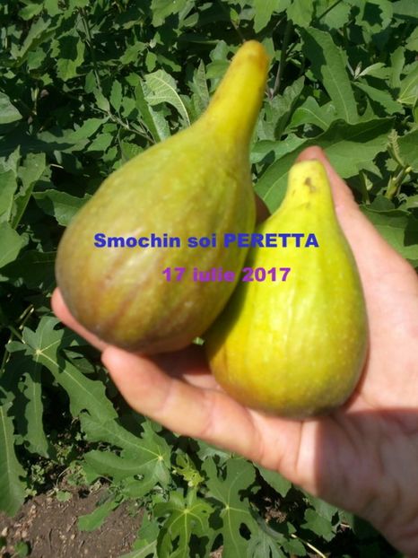 2017-07-17-7491 - Vand smochini puiet soiurile Peretta si Fillaciano pret 60 lei si Dottato și mov romanesc la 25 lei 