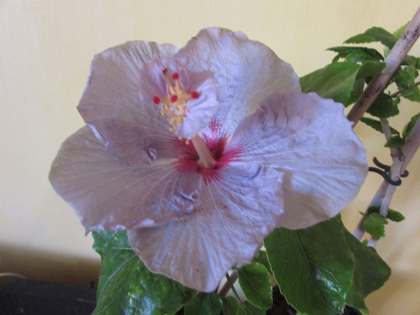 Petra- azi, floarea s-a deschis complet - Hibiscus 2017