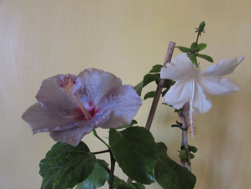  - Hibiscus 2017