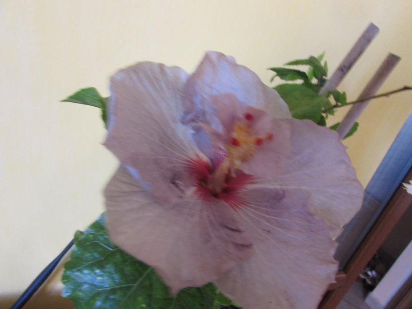  - Hibiscus 2017