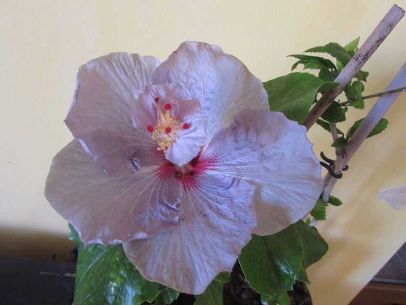  - Hibiscus 2017