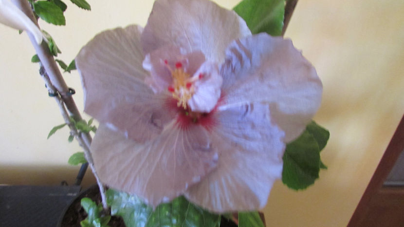 Petra - Hibiscus 2017