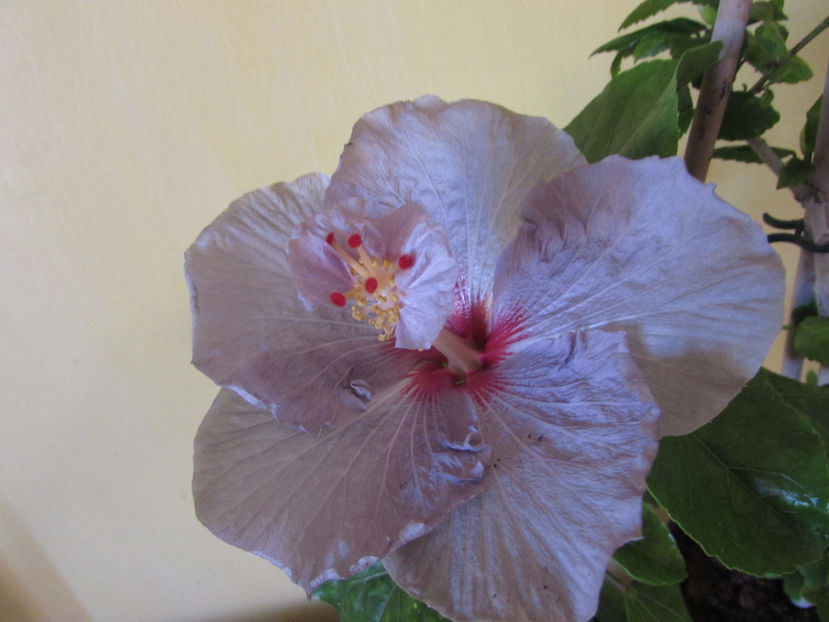 Petra - Hibiscus 2017