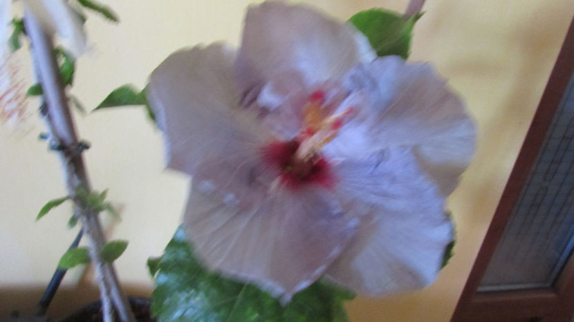  - Hibiscus 2017