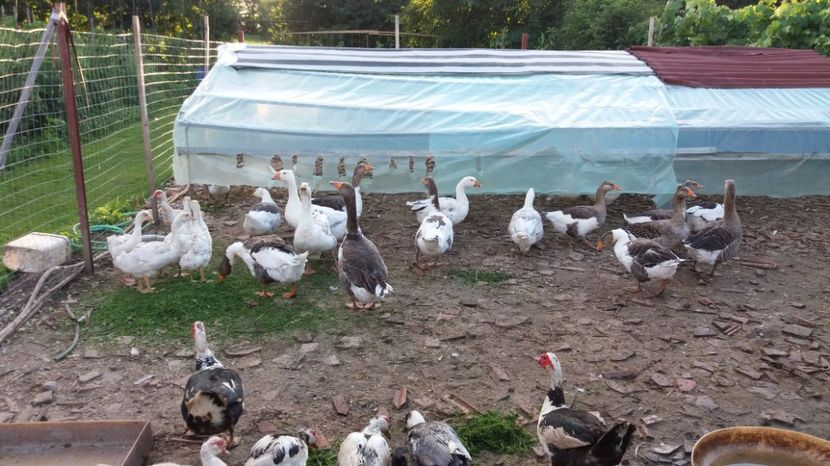 20170713_200848[1] - rate si gaste 17 iulie 2017