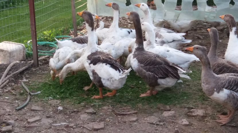 20170713_200620[1] - rate si gaste 17 iulie 2017