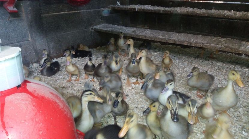 IMG-20170717-WA0000[1] - rate si gaste 17 iulie 2017