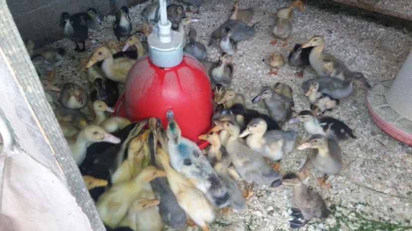 IMG-20170717-WA0002[1] - rate si gaste 17 iulie 2017