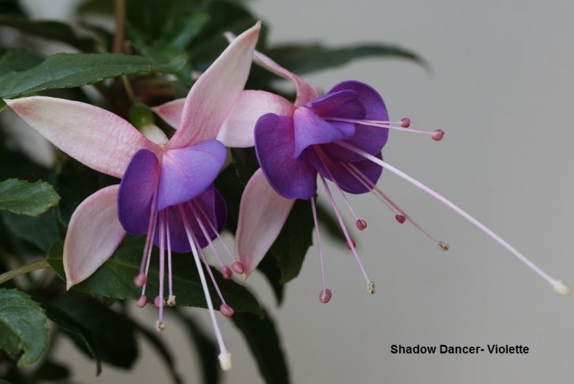 inceput inflorire - 02 Fuchsia