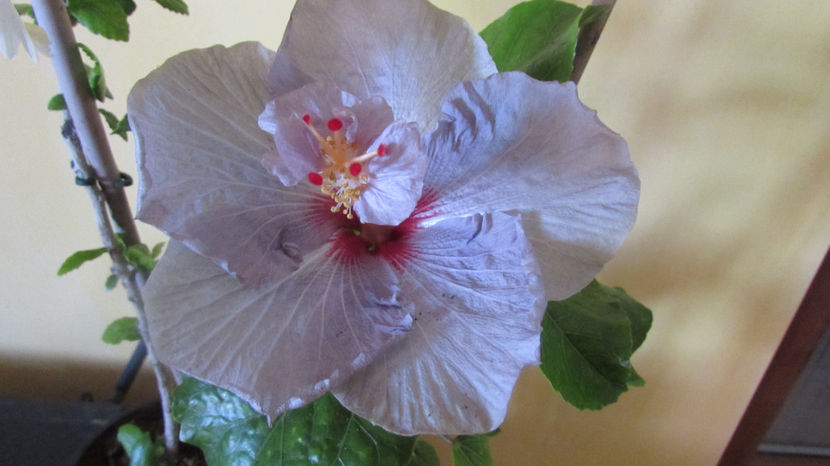  - Hibiscus 2017