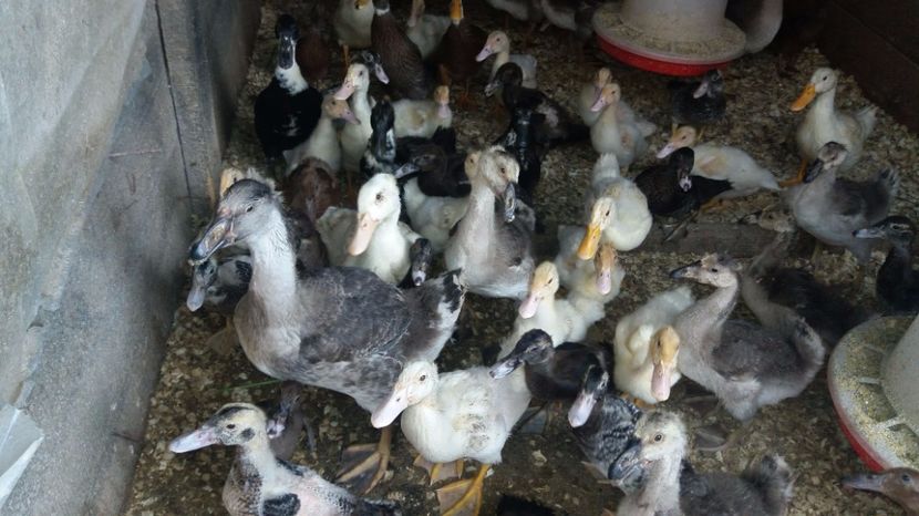 IMG-20170717-WA0006[1] - rate si gaste 17 iulie 2017