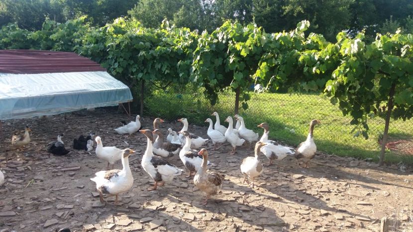 IMG-20170717-WA0008[1] - rate si gaste 17 iulie 2017