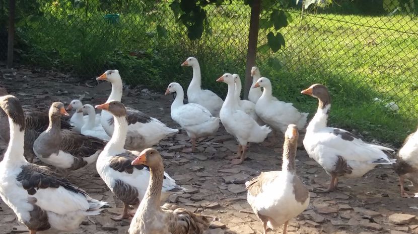 IMG-20170717-WA0010[1] - rate si gaste 17 iulie 2017