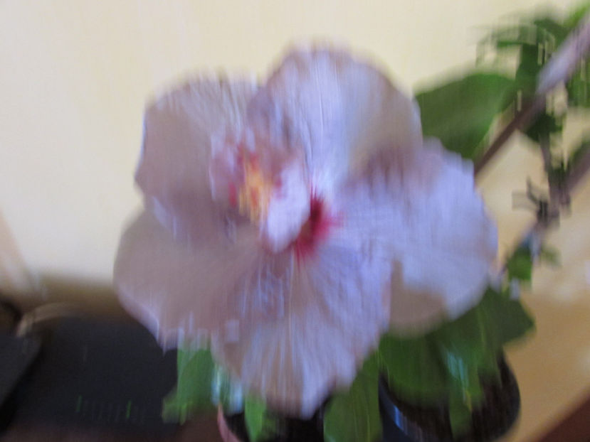  - Hibiscus 2017