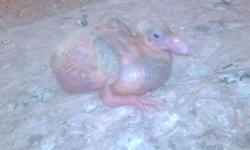 14 - Tineret AGH 2017