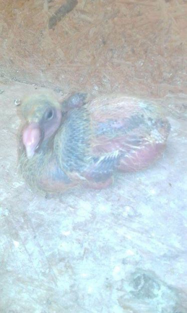 15 - Tineret AGH 2017