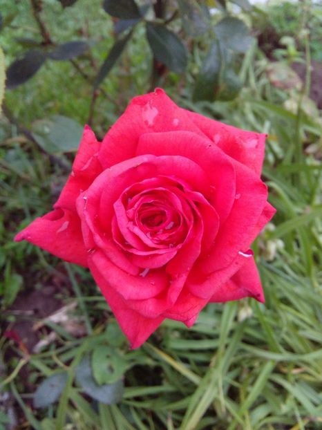 Primul din runda a 2 a - TRANDAFIRI 2017_2018