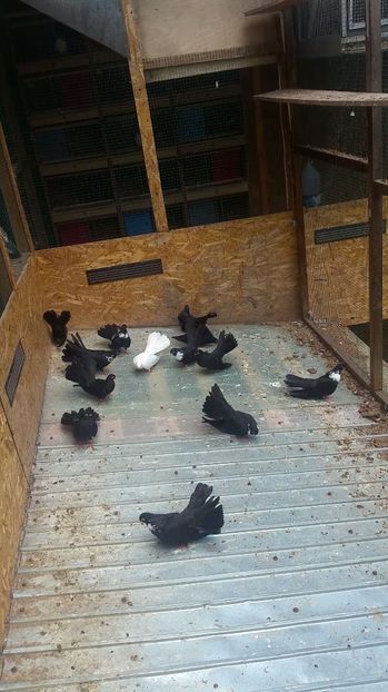  - Pui 2017 Negri Trenati de Bucuresti - negri turci